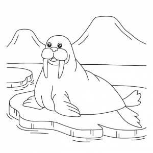 Раскраска морж для детей