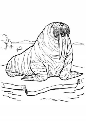 Раскраска морж