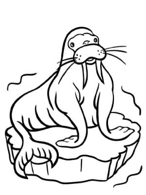 Раскраски Морж