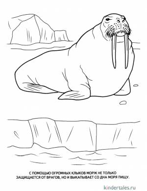 Морж» раскраска для детей