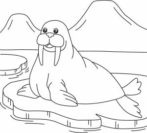 Морж раскраска