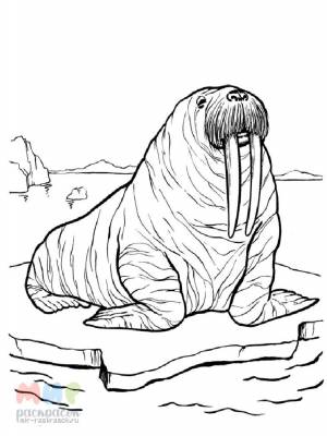 Морж раскраска
