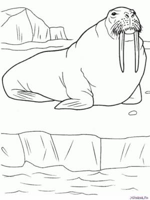 Раскраски морж