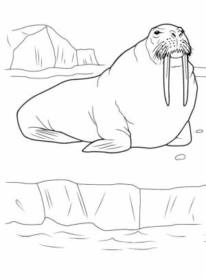 Раскраска Морж