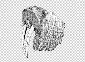 Морж Белая морда, морж, белый, морские млекопитающие, млекопитающие png
