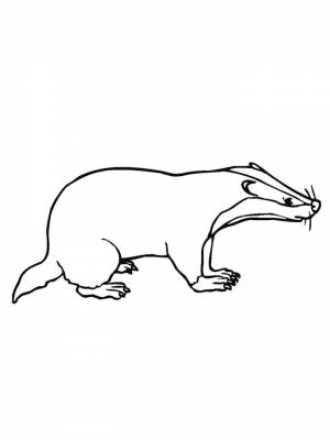 Раскраски Барсук   в формате