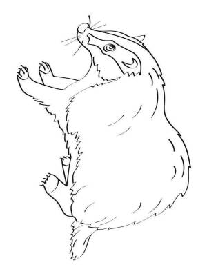 Раскраски Барсук