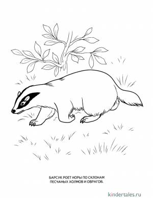 Барсук» раскраска для детей