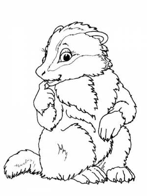 Раскраска Барсук  онлайн