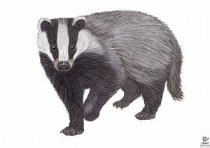 Барсук рисунок