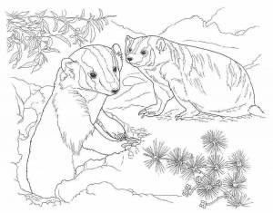 Раскраски медведь и барсук