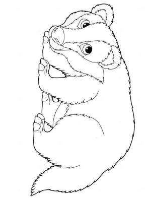 Раскраски Барсук