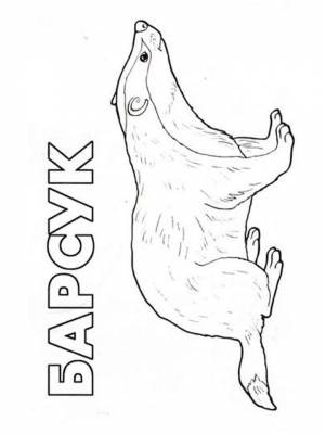 Раскраски Барсук   в формате