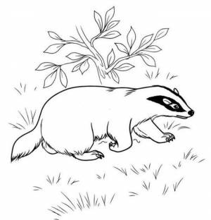 Барсук детский рисунок