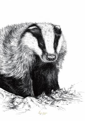 Домашнее животное барсук