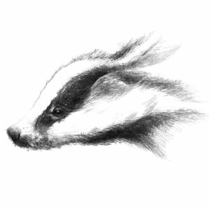 Барсук рисунок карандашом