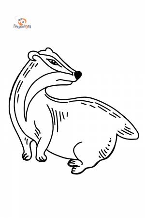 Раскраска барсук