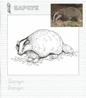 Раскраски Раскраска Барсук прописи Животные Покемоны