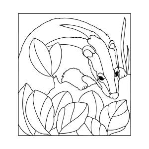 Раскраска Барсук Лесное животное ♥ Онлайн и !