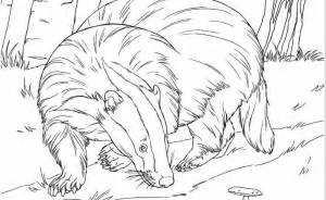 В Петербурге выпуст детские раскраски по городской Красной книге