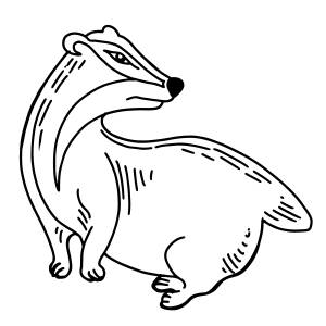 Раскраска барсук