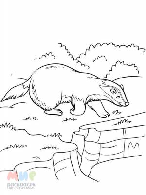 Раскраска Барсук сел на сук