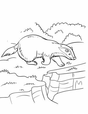 Раскраски Барсук