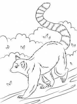 Раскраска «Лемур»