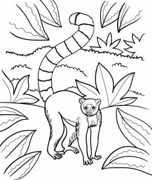 Раскраска Лемур в джунглях