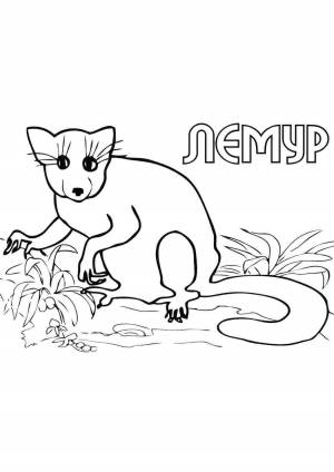 Раскраска лемур