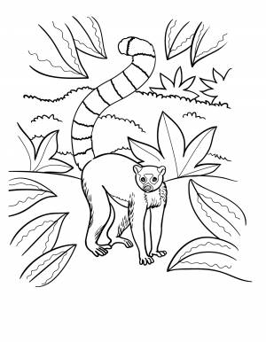 Раскраски лемур раскраска