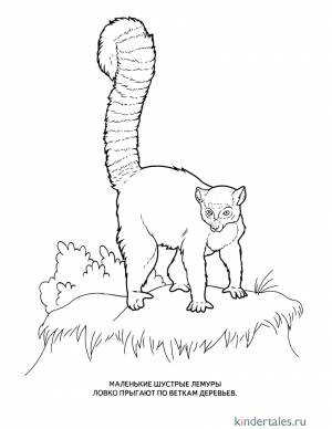 Лемур» раскраска для детей