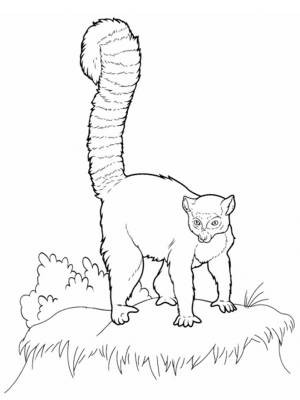 Раскраски лемур раскраска