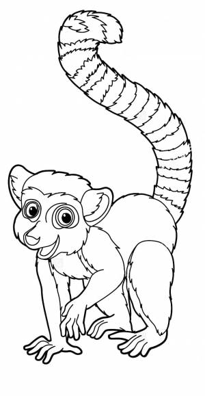 Раскраска Лемур