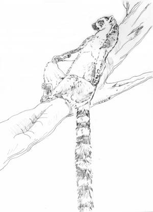 Иллюстрация Лемур катта,  кошачий лемур в стиле реализм