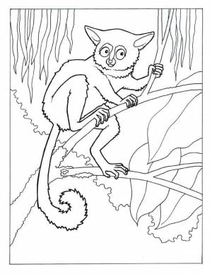 Раскраска Лемур