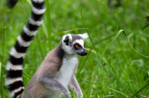 Кошачий лемур в тропическом лесу на острове мадагаскар