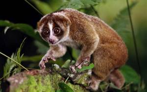 Кто они и в чем разница? Лемур лори и кошачий лемур