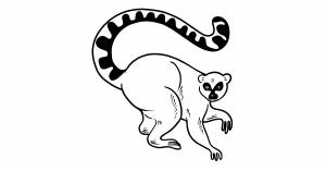 Раскраска лемур