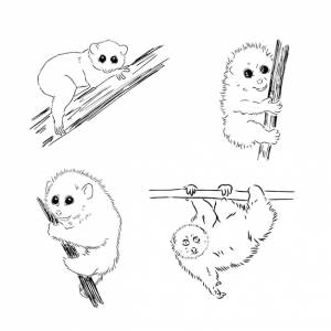 Лемур лори на векторной иллюстрации дерева нарисован вручную черно-белыми чернилами перо милые лори китайцы