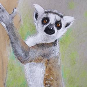 Лемур для срисовки