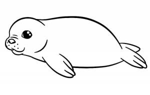 Раскраски Морской котик для детей