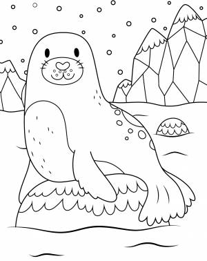 Раскраска Морской котик на льдине