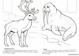 Раскраски Животные красной книги россии для детей