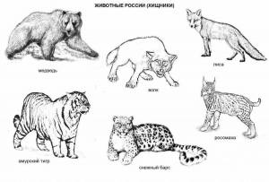 Раскраски Животные красной книги россии