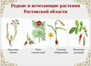 Картинки с названиями растений из красной книги