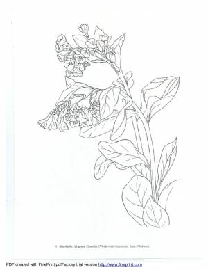 Рисунок растения карандашом из красной книги