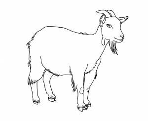 Pаскраска коза 2406