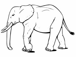 Раскраски Раскраска Слон дикие животные на праздники