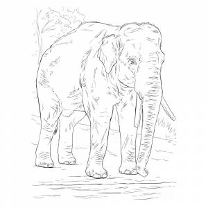 Раскраска Азиатский слон